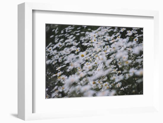 marguerites, flower meadow, close-up,-Nadja Jacke-Framed Photographic Print