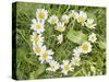 Marguerites Forming a Heart in Grass-null-Stretched Canvas