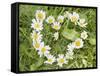 Marguerites Forming a Heart in Grass-null-Framed Stretched Canvas