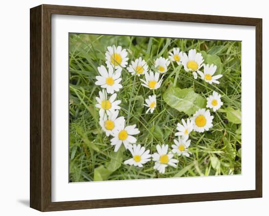 Marguerites Forming a Heart in Grass-null-Framed Photographic Print