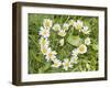 Marguerites Forming a Heart in Grass-null-Framed Photographic Print