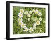 Marguerites Forming a Heart in Grass-null-Framed Photographic Print