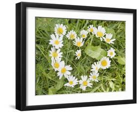 Marguerites Forming a Heart in Grass-null-Framed Photographic Print