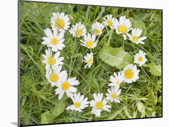 Marguerites Forming a Heart in Grass-null-Mounted Photographic Print