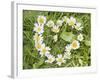 Marguerites Forming a Heart in Grass-null-Framed Photographic Print