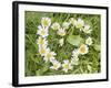 Marguerites Forming a Heart in Grass-null-Framed Photographic Print