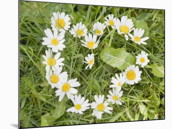 Marguerites Forming a Heart in Grass-null-Mounted Photographic Print