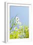 Marguerites, Leucanthemum Vulgare, from Below, to Blue Heaven-Alexander Georgiadis-Framed Photographic Print