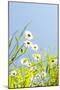 Marguerites, Leucanthemum Vulgare, from Below, to Blue Heaven-Alexander Georgiadis-Mounted Photographic Print