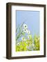 Marguerites, Leucanthemum Vulgare, from Below, to Blue Heaven-Alexander Georgiadis-Framed Photographic Print