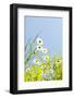 Marguerites, Leucanthemum Vulgare, from Below, to Blue Heaven-Alexander Georgiadis-Framed Photographic Print