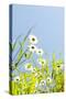 Marguerites, Leucanthemum Vulgare, from Below, to Blue Heaven-Alexander Georgiadis-Stretched Canvas