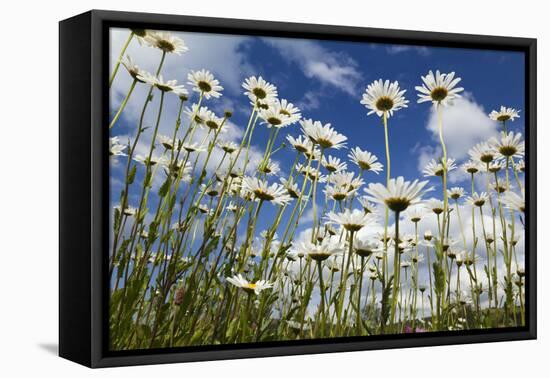 Marguerites (Leucanthemum Vulgare) in Flower, Eastern Slovakia, Europe, June 2009-Wothe-Framed Stretched Canvas