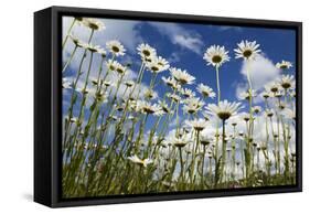 Marguerites (Leucanthemum Vulgare) in Flower, Eastern Slovakia, Europe, June 2009-Wothe-Framed Stretched Canvas