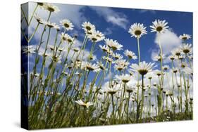 Marguerites (Leucanthemum Vulgare) in Flower, Eastern Slovakia, Europe, June 2009-Wothe-Stretched Canvas