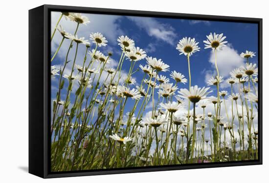 Marguerites (Leucanthemum Vulgare) in Flower, Eastern Slovakia, Europe, June 2009-Wothe-Framed Stretched Canvas