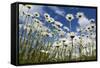 Marguerites (Leucanthemum Vulgare) in Flower, Eastern Slovakia, Europe, June 2009-Wothe-Framed Stretched Canvas