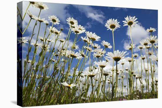 Marguerites (Leucanthemum Vulgare) in Flower, Eastern Slovakia, Europe, June 2009-Wothe-Stretched Canvas