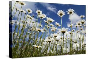 Marguerites (Leucanthemum Vulgare) in Flower, Eastern Slovakia, Europe, June 2009-Wothe-Stretched Canvas