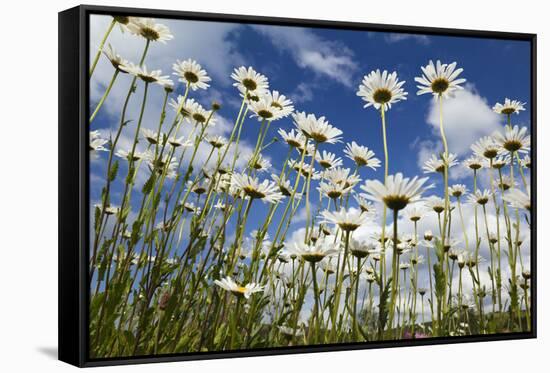 Marguerites (Leucanthemum Vulgare) in Flower, Eastern Slovakia, Europe, June 2009-Wothe-Framed Stretched Canvas