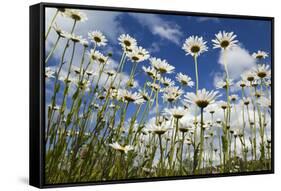 Marguerites (Leucanthemum Vulgare) in Flower, Eastern Slovakia, Europe, June 2009-Wothe-Framed Stretched Canvas