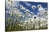 Marguerites (Leucanthemum Vulgare) in Flower, Eastern Slovakia, Europe, June 2009-Wothe-Stretched Canvas