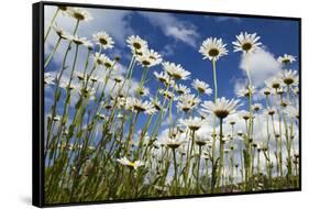 Marguerites (Leucanthemum Vulgare) in Flower, Eastern Slovakia, Europe, June 2009-Wothe-Framed Stretched Canvas