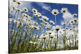 Marguerites (Leucanthemum Vulgare) in Flower, Eastern Slovakia, Europe, June 2009-Wothe-Stretched Canvas