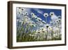 Marguerites (Leucanthemum Vulgare) in Flower, Eastern Slovakia, Europe, June 2009-Wothe-Framed Photographic Print