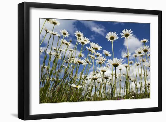 Marguerites (Leucanthemum Vulgare) in Flower, Eastern Slovakia, Europe, June 2009-Wothe-Framed Photographic Print