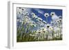 Marguerites (Leucanthemum Vulgare) in Flower, Eastern Slovakia, Europe, June 2009-Wothe-Framed Photographic Print