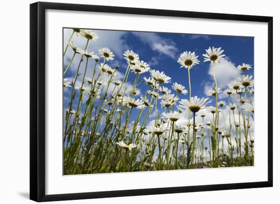 Marguerites (Leucanthemum Vulgare) in Flower, Eastern Slovakia, Europe, June 2009-Wothe-Framed Photographic Print