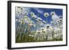 Marguerites (Leucanthemum Vulgare) in Flower, Eastern Slovakia, Europe, June 2009-Wothe-Framed Photographic Print