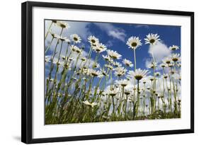 Marguerites (Leucanthemum Vulgare) in Flower, Eastern Slovakia, Europe, June 2009-Wothe-Framed Photographic Print