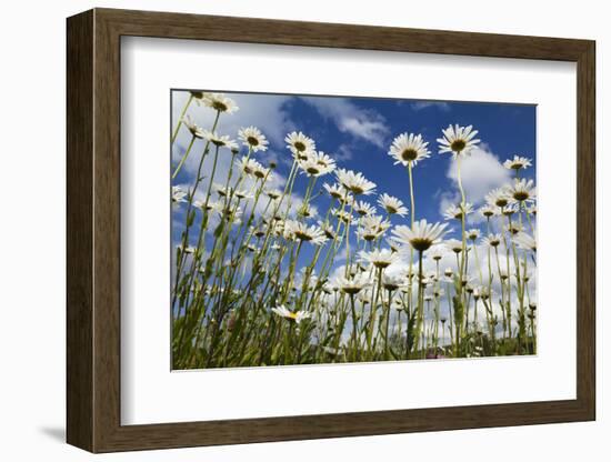 Marguerites (Leucanthemum Vulgare) in Flower, Eastern Slovakia, Europe, June 2009-Wothe-Framed Photographic Print