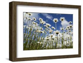 Marguerites (Leucanthemum Vulgare) in Flower, Eastern Slovakia, Europe, June 2009-Wothe-Framed Photographic Print