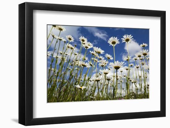 Marguerites (Leucanthemum Vulgare) in Flower, Eastern Slovakia, Europe, June 2009-Wothe-Framed Photographic Print