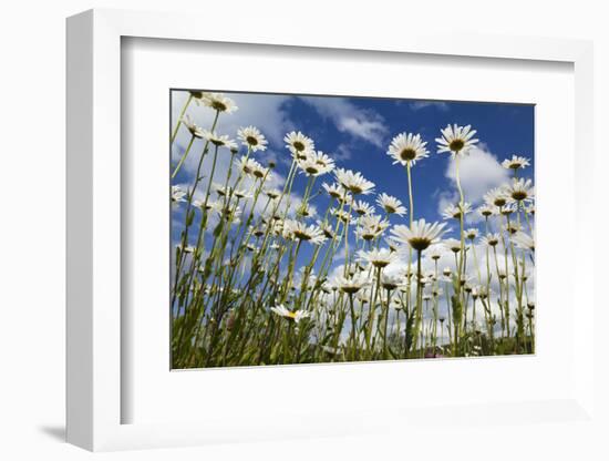 Marguerites (Leucanthemum Vulgare) in Flower, Eastern Slovakia, Europe, June 2009-Wothe-Framed Photographic Print