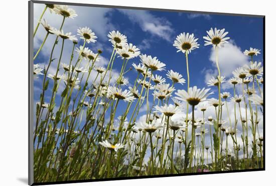 Marguerites (Leucanthemum Vulgare) in Flower, Eastern Slovakia, Europe, June 2009-Wothe-Mounted Photographic Print