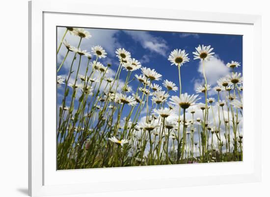 Marguerites (Leucanthemum Vulgare) in Flower, Eastern Slovakia, Europe, June 2009-Wothe-Framed Photographic Print