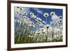 Marguerites (Leucanthemum Vulgare) in Flower, Eastern Slovakia, Europe, June 2009-Wothe-Framed Photographic Print