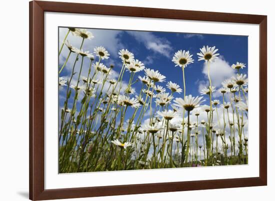 Marguerites (Leucanthemum Vulgare) in Flower, Eastern Slovakia, Europe, June 2009-Wothe-Framed Photographic Print