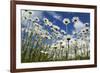 Marguerites (Leucanthemum Vulgare) in Flower, Eastern Slovakia, Europe, June 2009-Wothe-Framed Photographic Print