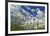 Marguerites (Leucanthemum Vulgare) in Flower, Eastern Slovakia, Europe, June 2009-Wothe-Framed Photographic Print