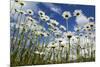 Marguerites (Leucanthemum Vulgare) in Flower, Eastern Slovakia, Europe, June 2009-Wothe-Mounted Photographic Print