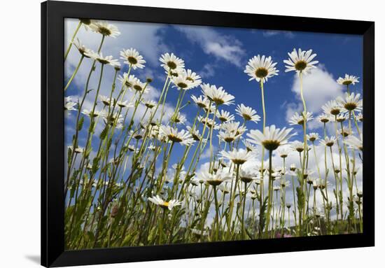 Marguerites (Leucanthemum Vulgare) in Flower, Eastern Slovakia, Europe, June 2009-Wothe-Framed Photographic Print