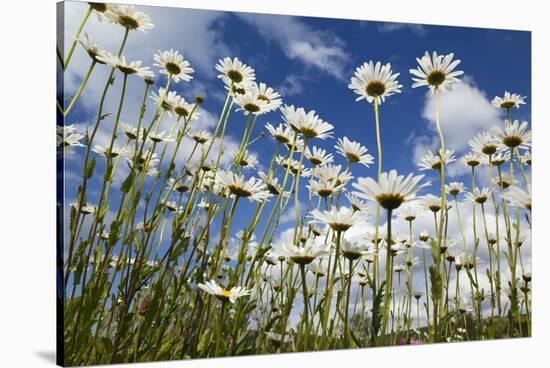 Marguerites (Leucanthemum Vulgare) in Flower, Eastern Slovakia, Europe, June 2009-Wothe-Stretched Canvas