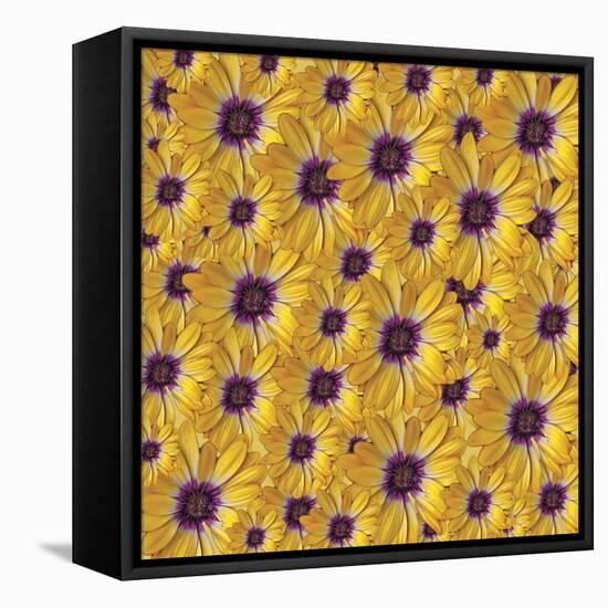 Marguerites-Viviane Fedieu Danielle-Framed Stretched Canvas