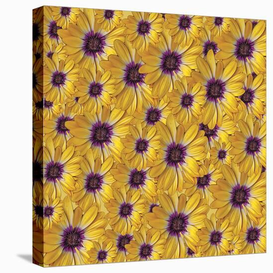 Marguerites-Viviane Fedieu Danielle-Stretched Canvas