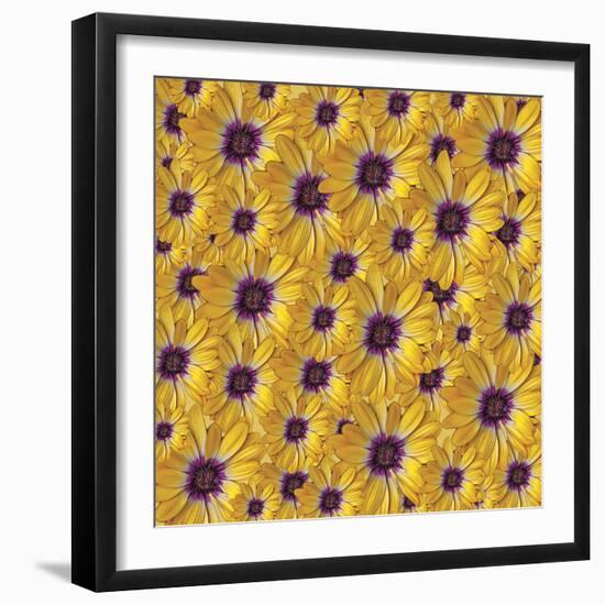 Marguerites-Viviane Fedieu Danielle-Framed Photographic Print